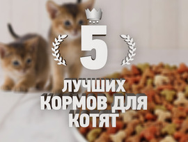 5 best feeds for kittens