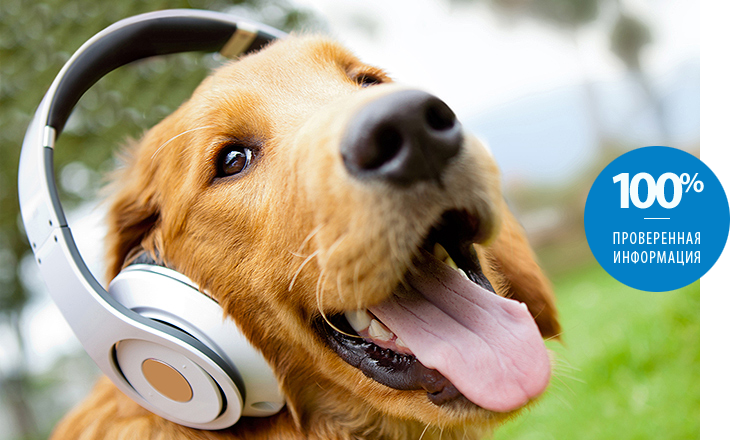 Är du säker på att du kan välja trådlösa hörlurar?