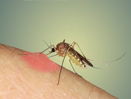 12 najlepszych środków odstraszających komary