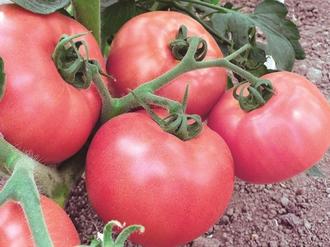 Parana River Flash majority 10 geriausių pomidorų veislių atvirame lauke - 2019 m. Įvertinimas (10  geriausių)