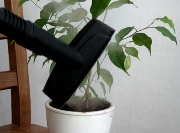  Pflege einer Zimmerpflanze mit einem Dampfreiniger