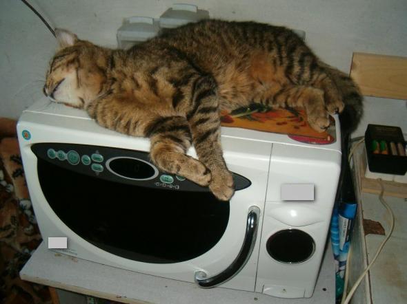  El gato duerme en el microondas.