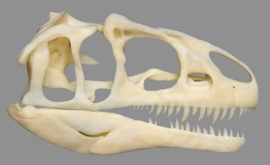  Cráneo de Dryosaurus